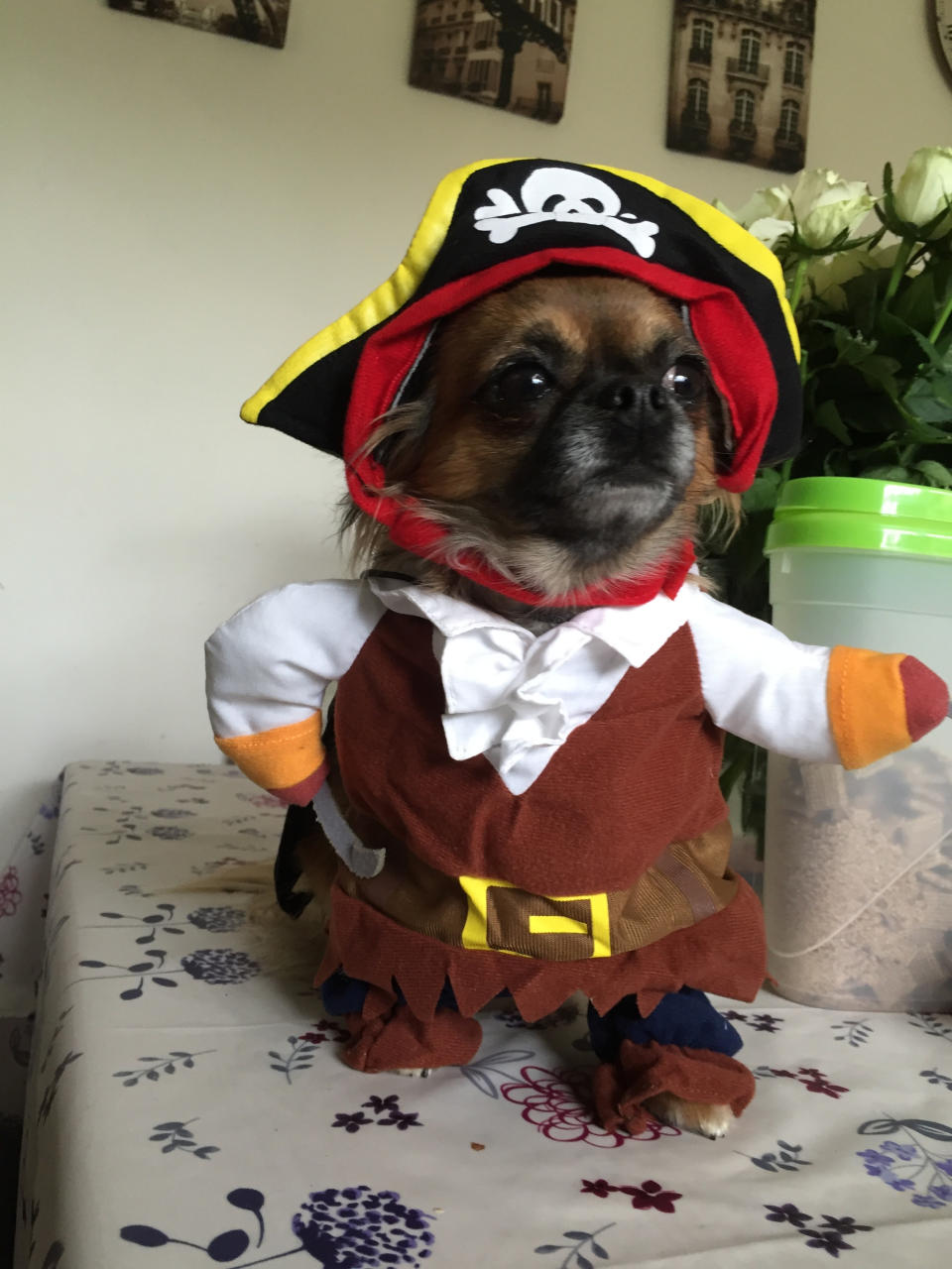 a dog dressed as a pirate