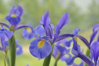 <p>The Iris is a bulbous plant with sword-like leaves and a single stem bearing one or two flowers.</p><p><a class="link " href="https://www.thompson-morgan.com/p/iris-reblooming-collection/T10126TM" rel="nofollow noopener" target="_blank" data-ylk="slk:BUY GARDEN PLANT;elm:context_link;itc:0;sec:content-canvas">BUY GARDEN PLANT</a></p><p><a class="link " href="https://www.flowerbx.com/blue-iris" rel="nofollow noopener" target="_blank" data-ylk="slk:BUY FLOWER;elm:context_link;itc:0;sec:content-canvas">BUY FLOWER</a></p>