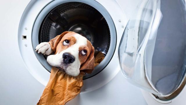 How to Get Rid of Pet Hair in Your Laundry