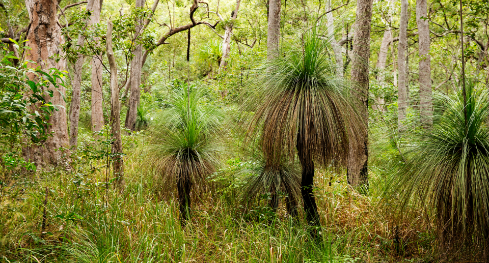 Three grass trees in a forest in Queensland.