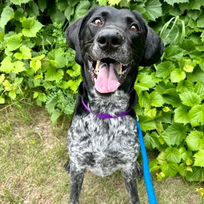 Bella, a 4-year-old dog, arrived at the Wisconsin Humane Society Milwaukee Campus in June 2023. She is an active and inquisitive dog who should receive a lot of enrichment, the shelter said.