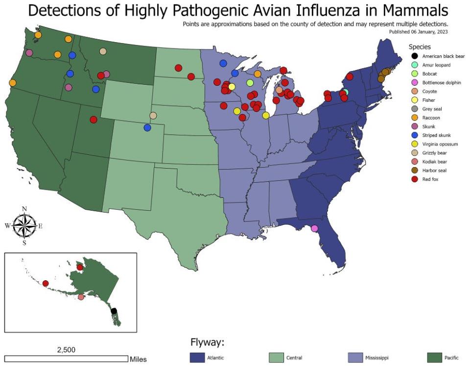 map showing all mammals across US that have been detected w highly pathogenic bird flu