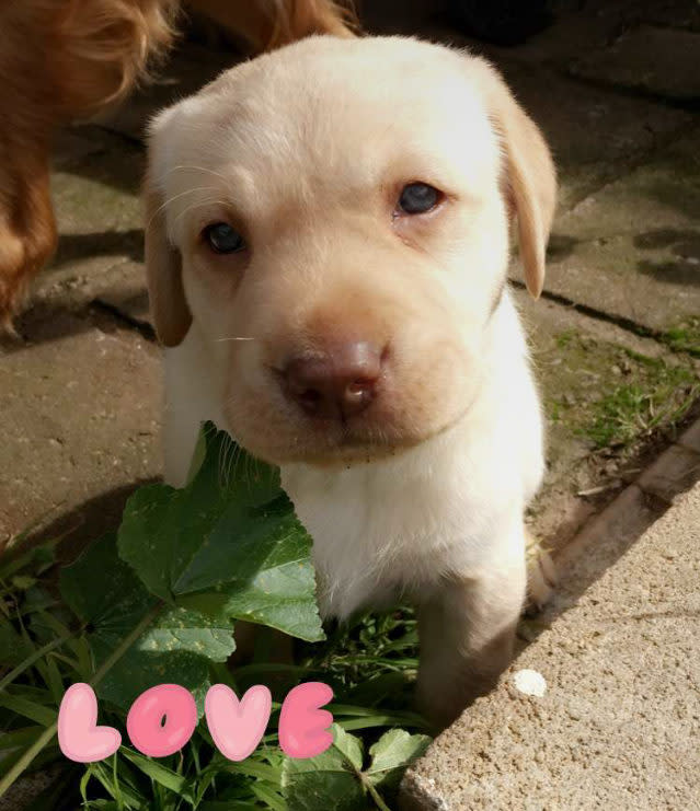 WeRateDogs shared the most pure Snapchat story yesterday, and our hearts are bursting