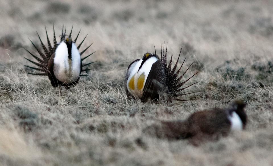 Male sage grouse strut their stuff during a courtship dance northwest of Winnett, Mont.