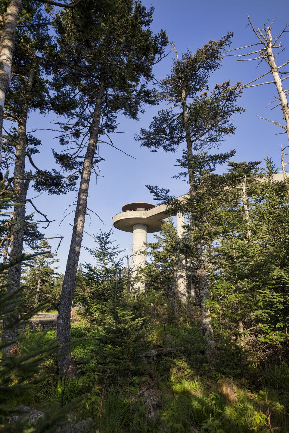 North Carolina: Clingmans Dome Observation Tower Trail