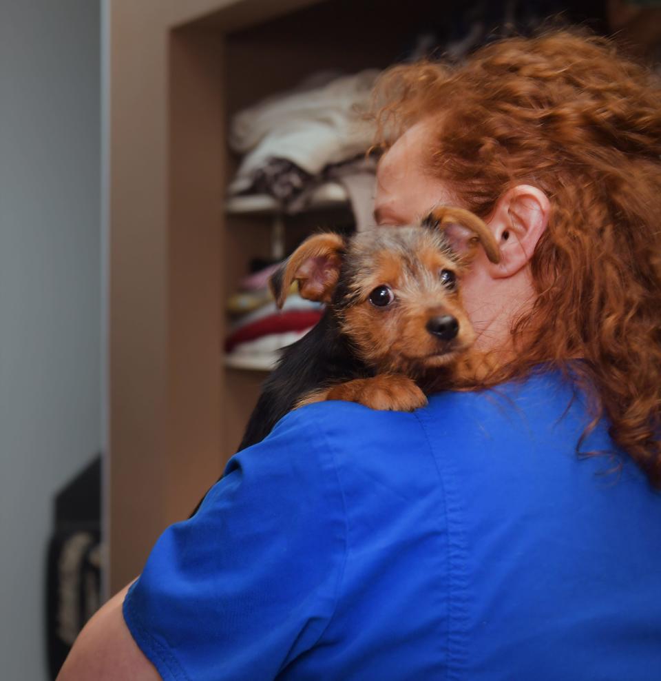 Dr. Stefanie Gagliardi and Dr. Meagan Payton-Russell are the veterinarians at Palmetto Animal Urgent Care. The practice provides care for pets when your regular vet service centers are closed. One of the pets is taken to Dr. Stefanie Gagliardi for care.