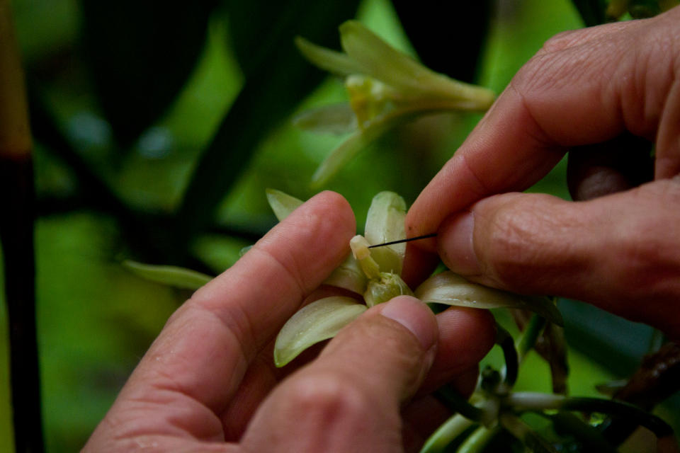 Closeup of someone pollinating a flower