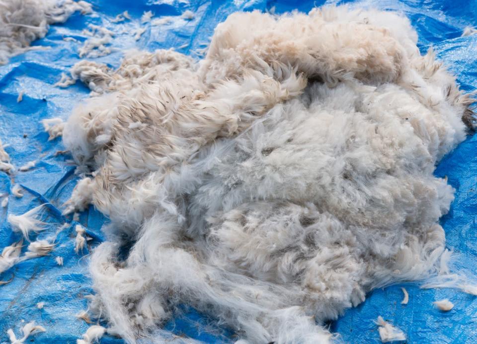 22 verschiedene "reine Farben" von Alpaka-Wolle werden laut AZVD geführt. Außerdem kommt die Faser in unterschiedlichen Feinheitsstufen vor: Besonders fein ist "Royal Baby" (ein etwas missverständlicher Name, denn sie stammt eigentlich nicht von "Crias", wie Alpaka-Junge genannt werden). (Bild: iStock/KiraVolkov)