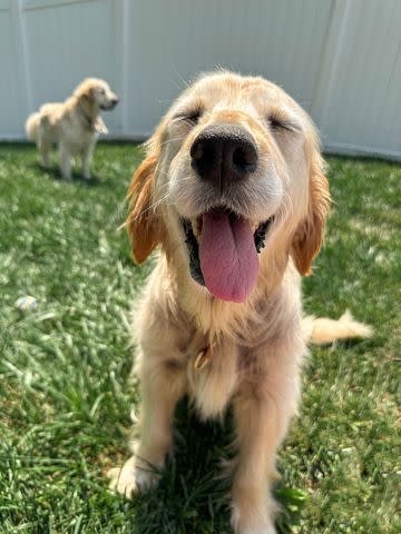<p>Lindsay Paluba</p> Kit the Golden Retriever smiling at her new home