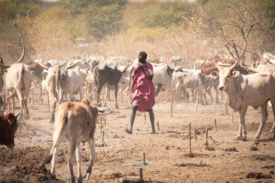 A herder with malnourished cattle - Simon Townsley/The Telegraph