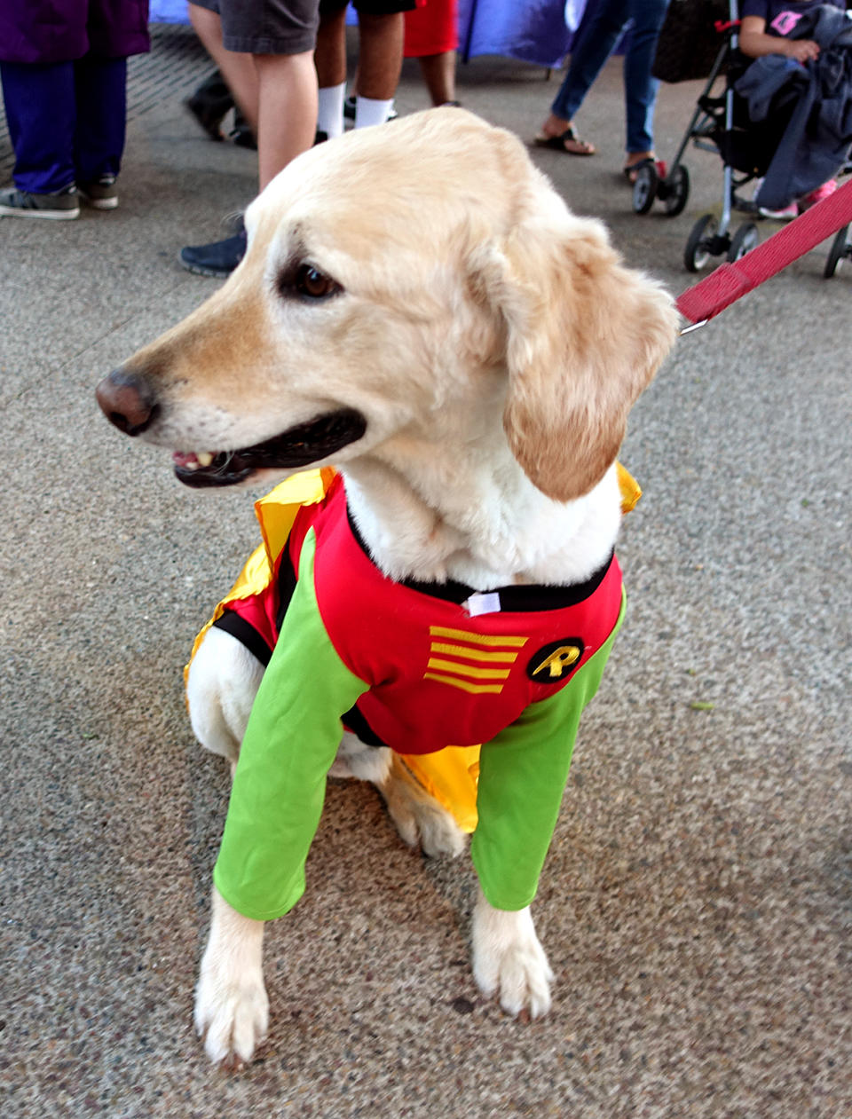 <p>Cosplayer dog dressed as Robin at Comic-Con International on July 21, 2018, in San Diego. (Photo: Angela Kim/Yahoo Entertainment) </p>