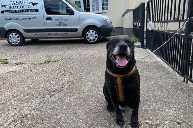 Jasmil Kennels found a black labrador tied to their railings on July 6 with a note from the owner: Jasmil Kennels