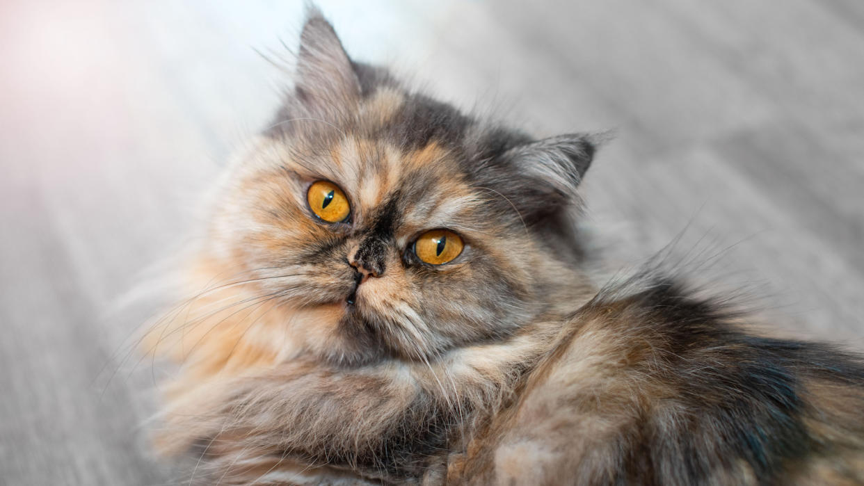 Tabby persian cat