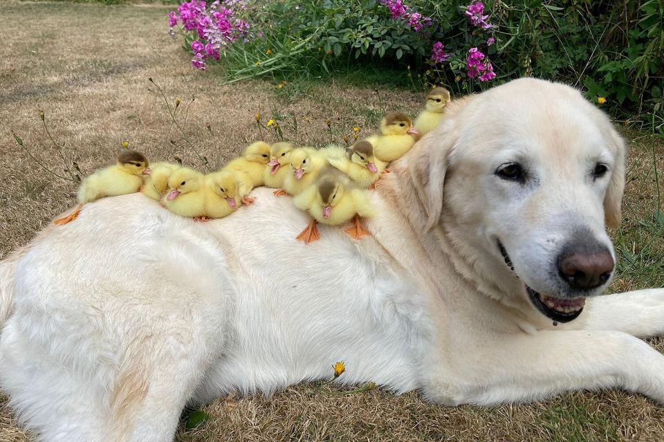 A group of 15 orphaned ducklings have an unlikely new foster dad - a golden Labrador called FRED. See SWNS story SWCAducks; Remarkably this is the second time Fred has made headlines after adopting nine orphaned ducklings when he was ten years old in 2018. Now years later the old dog has become the proud father to a new brood. Pictures and video show the ducklings adorably huddling between his front legs and even on top of him as they lay together in the sun at Mountfitchet Castle, Essex The ducklings were orphaned after their mother mysteriously disappeared overnight at the Castle in Stansted.