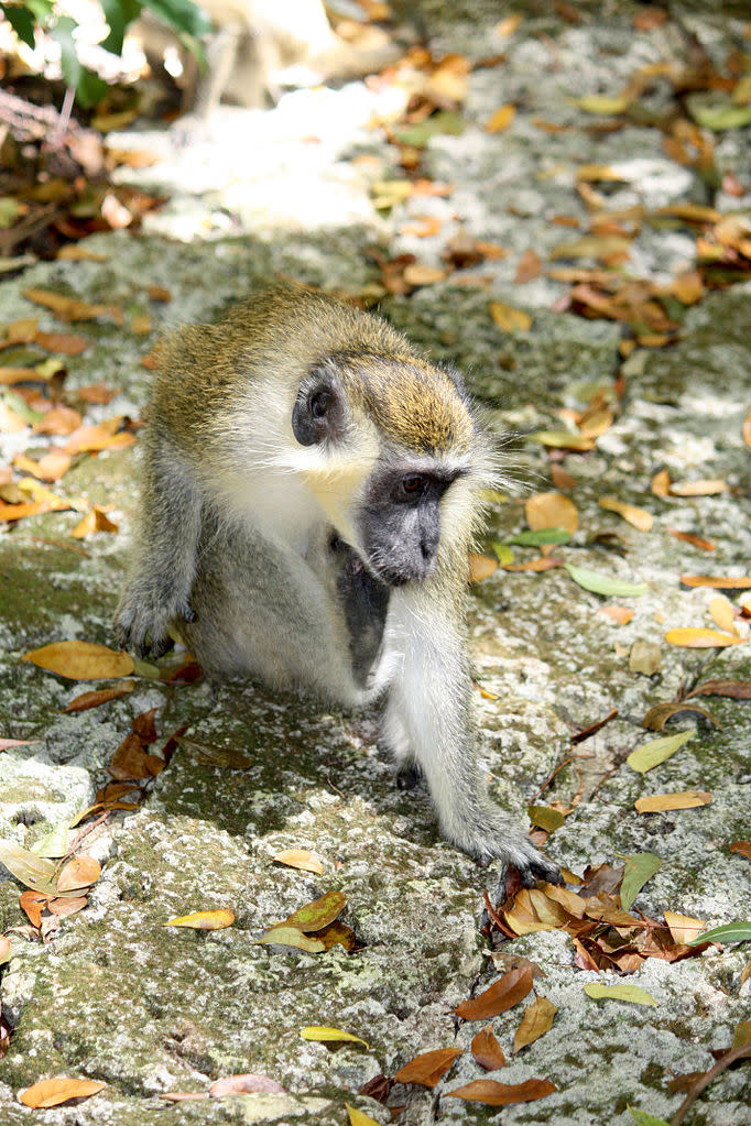 特倫瑟猴子森林 (Photo by Postdlf, License: CC BY-SA 3.0, Wikimedia Commons提供)