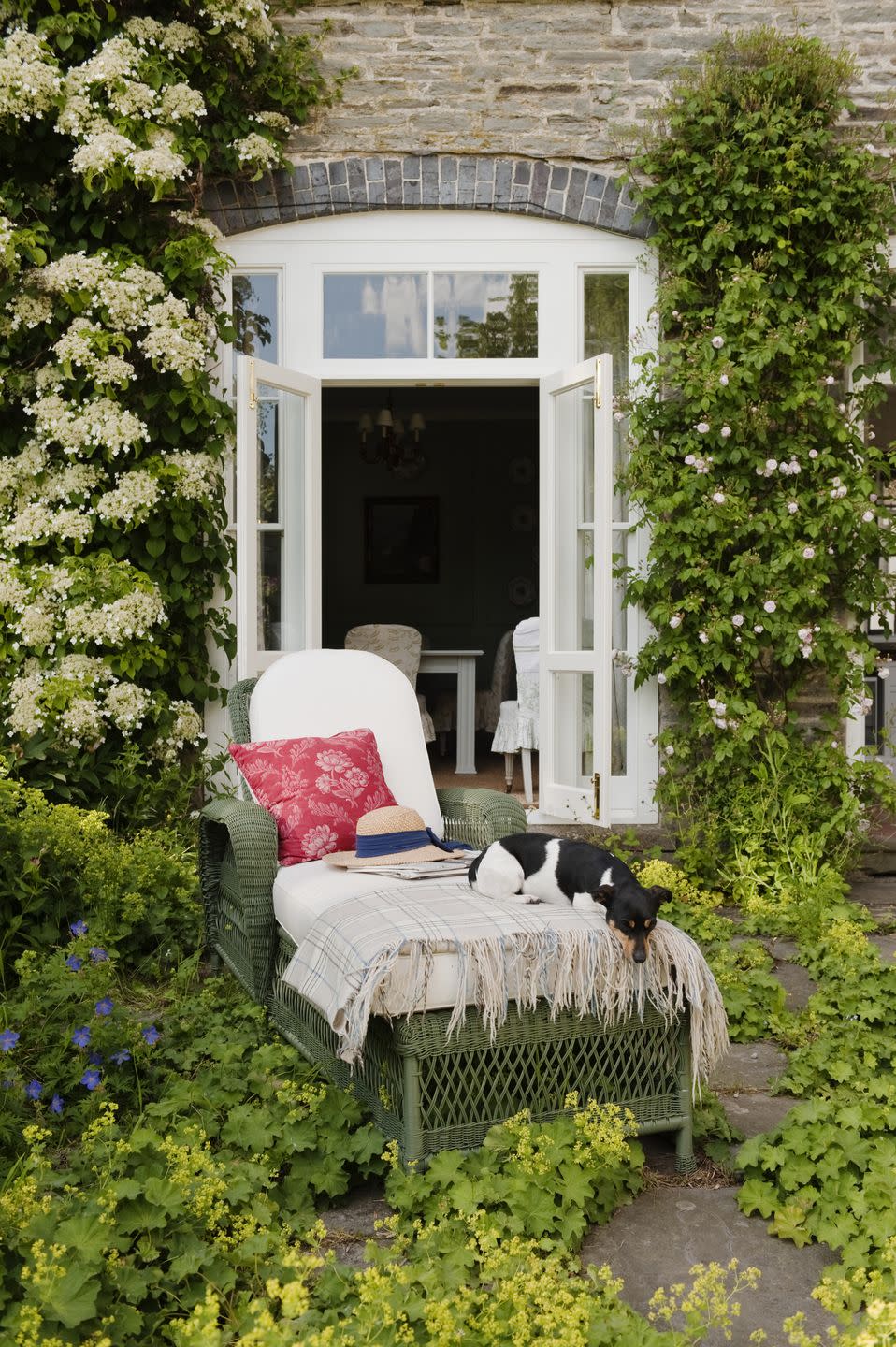 jack russell on sunlounger at back door of overgrown country residence patio