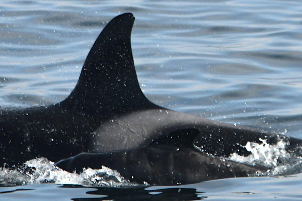 The fins of the female orca and pilot whale calf.