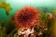 Eine ähnliche Lebenserwartung wie die Meeresriesen haben auch rote Seeigel. Die stacheligen Pazifikküstenbewohner werden ohne Weiteres um die 200 Jahre alt. Anders als die meisten Tiere und Menschen sieht man diesem Tier das Altern jedoch nicht an. (Bild: ddp Images)