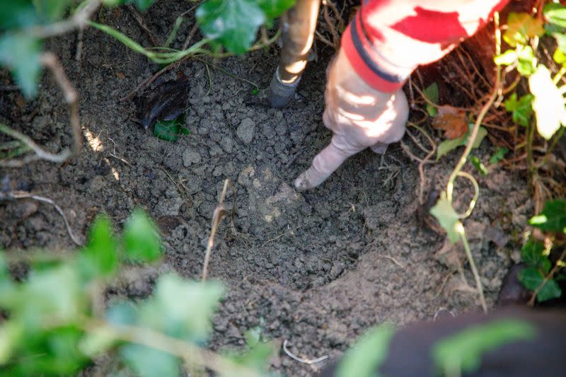 Nikola Tarandek, truffle hunter shows found truffle in the ground, near Motovun