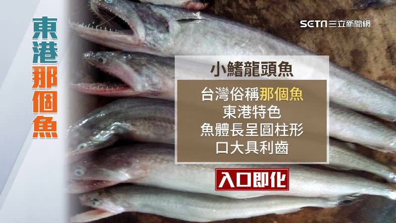 那個魚的正式名稱是「小鰭龍頭魚」。