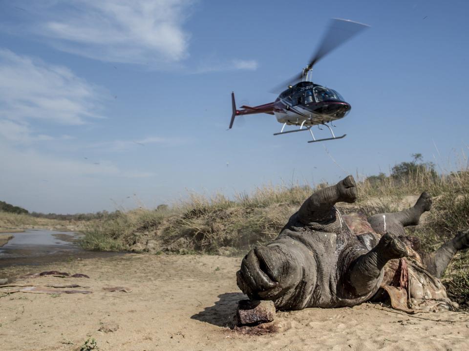 A helicopter takes off over a poached and mutilated white rhino in 2014.