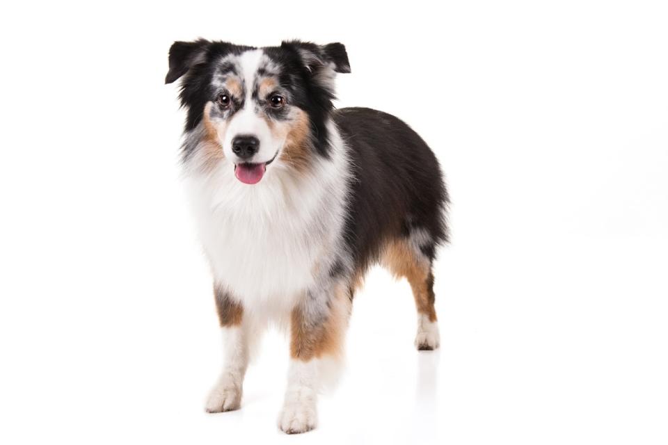 Miniature American shepherd (Courtesy of the AKC)