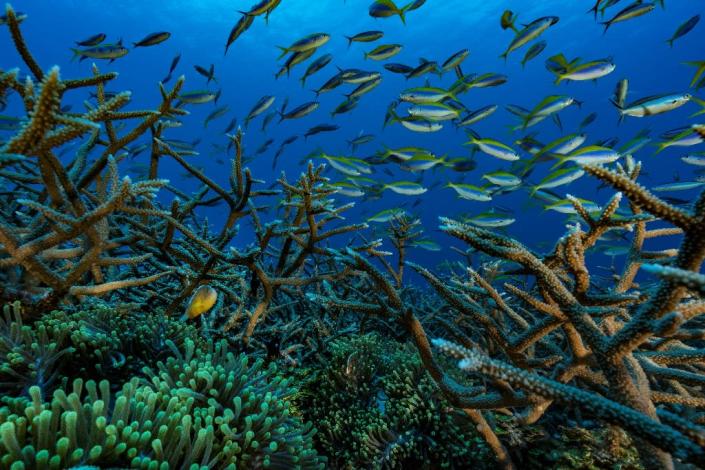 Coral reefs, like this one off the Comoros archipelago in the Indian Ocean, 'serve as natural, submerged breakwaters' (AFP Photo/Alexis Rosenfeld)