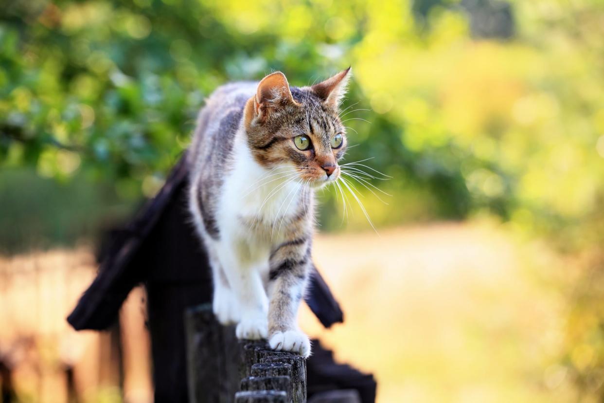 Striped cat with green eyes walks on top of fence posts