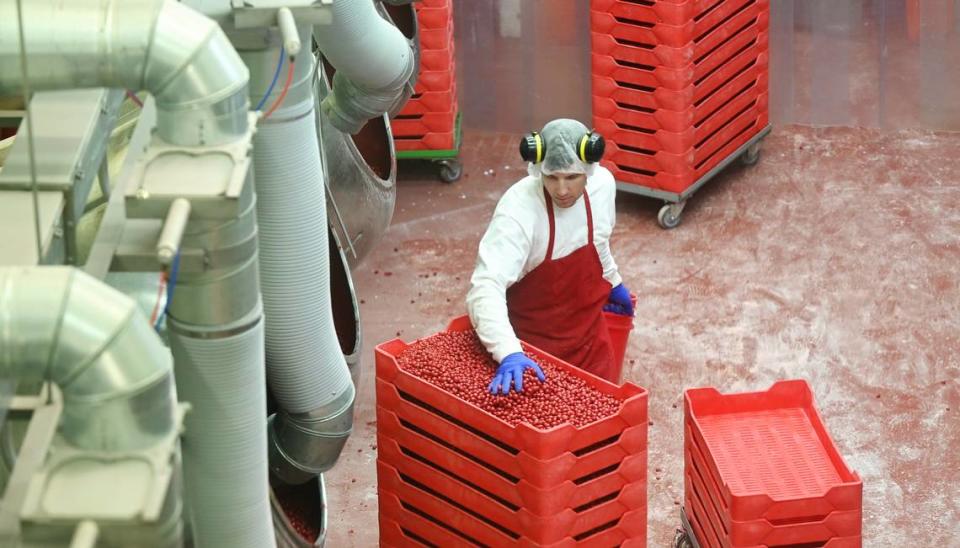 A worker sorts Boston baked beans candy in a polishing room at Sconza Chocolates in Oakdale, Calif., Thursday, May 30, 2024.