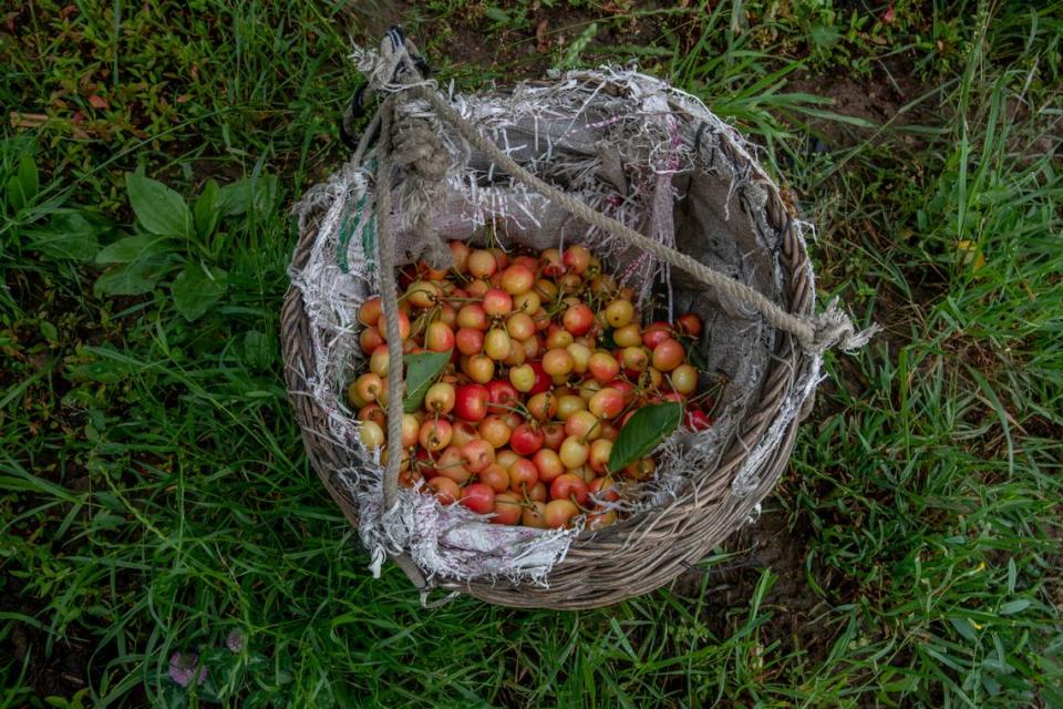 Cherries inside a wicker basket.