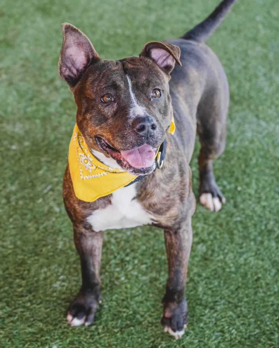 “Meet Kathia (A2425167)! At just 3 years old, this super energetic and playful girl loves to run around and play with dogs and people. Life to this sweet girl is all about having fun and living life to the fullest! She would be the perfect dog to go on adventures with, adopt her today!”