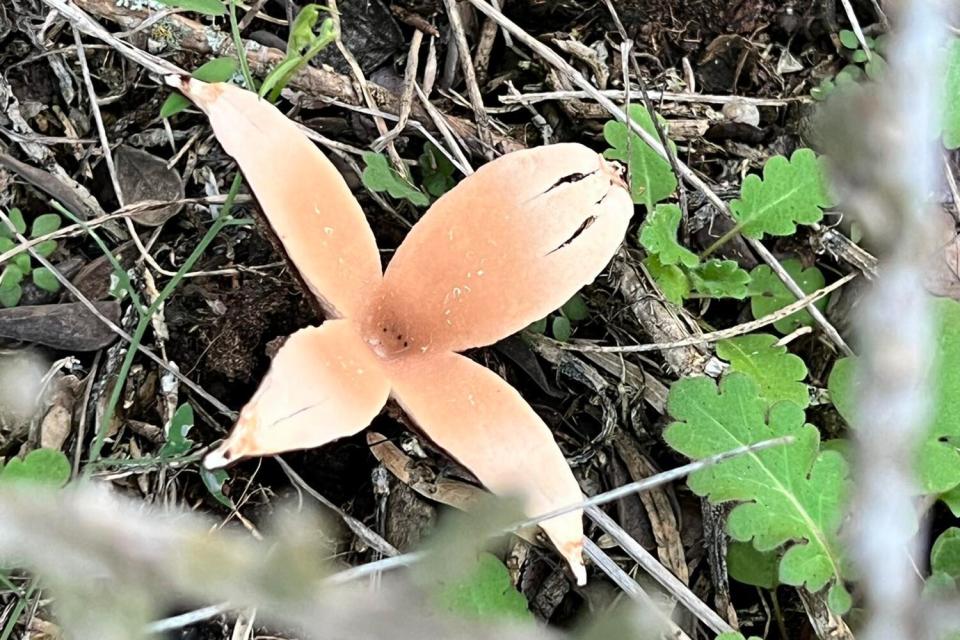 Devil's Cigar mushroom Texas