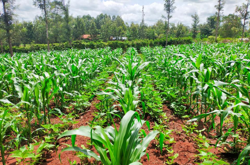 Maize field in Kenya.