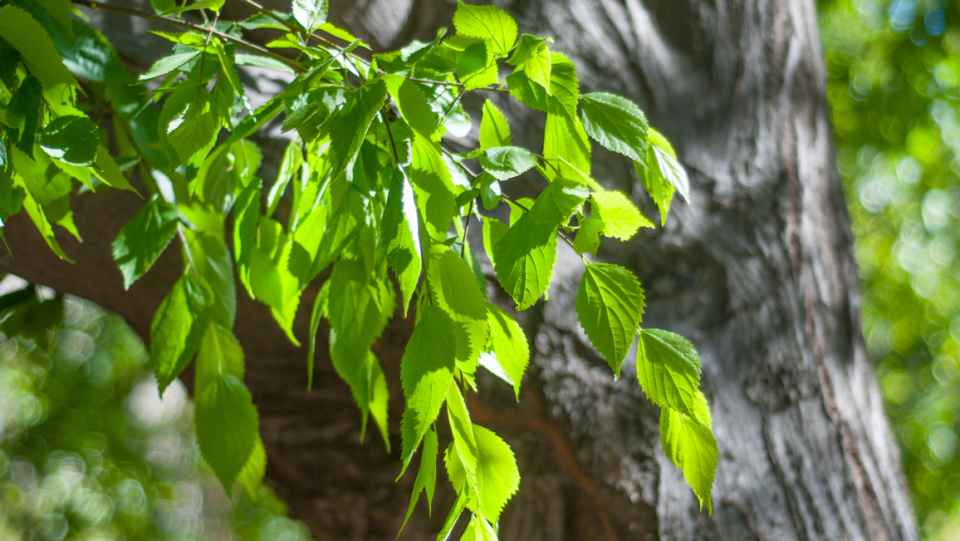 The leaves and trunk of an elm tree