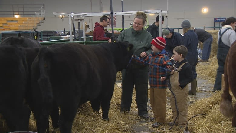 'Steer wars': P.E.I. brothers take to the ring at the annual Easter Beef Show