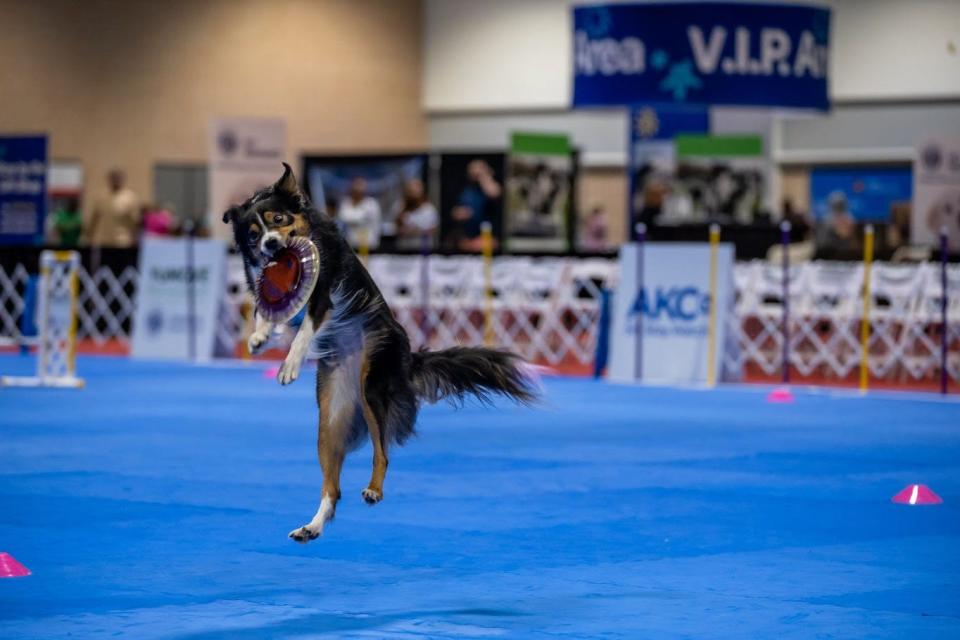 AKC Meet the Breeds will feature more than 70 dog breeds to meet, play with, and watch engage in skills like disk-catching at the Greater Columbus Convention Center on Saturday.