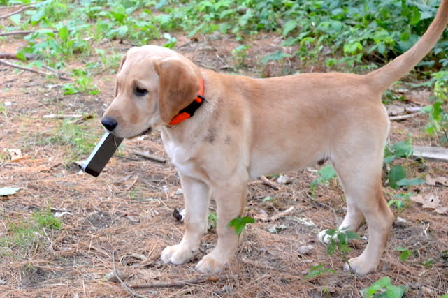 iphone, yellow lab, dog