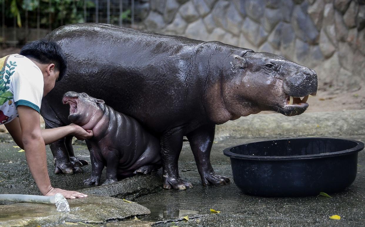 A zoo worker plays with Moo Deng alongside its mother Jona