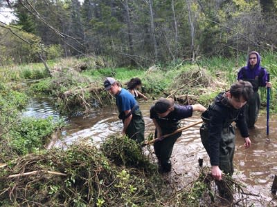 Charlottetown Rural High School students removing nightshade, an invasive plant. (CNW Group/DUCKS UNLIMITED CANADA)