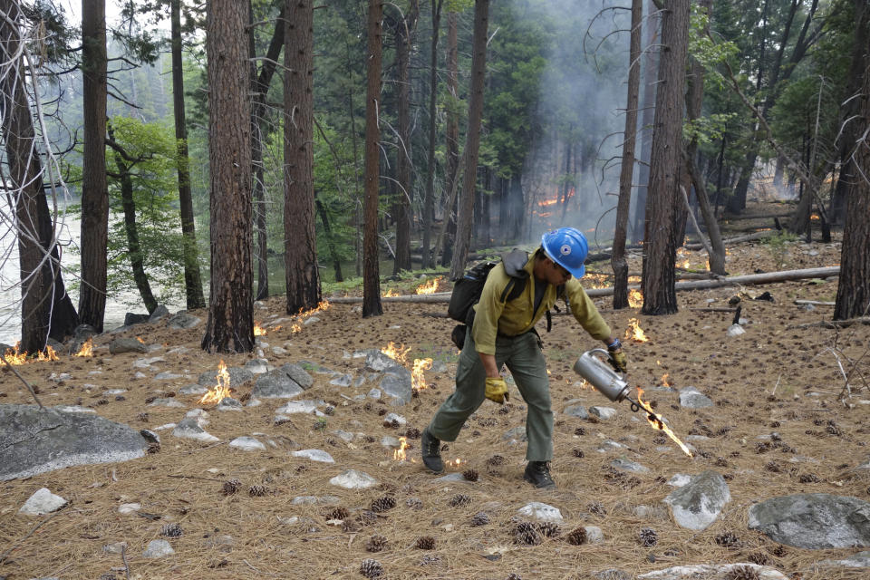 In this June 11, 2019 photo, firefighter Charles VeaVea pours flames from a drip torch near the Kings River during a prescribed fire in Kings Canyon National Park, Calif. The prescribed burn, a low-intensity, closely managed fire, was intended to clear out undergrowth and protect the heart of Kings Canyon National Park from a future threatening wildfire. The tactic is considered one of the best ways to prevent the kind of catastrophic destruction that has become common, but its use falls woefully short of goals in the West. (AP Photo/Brian Melley)