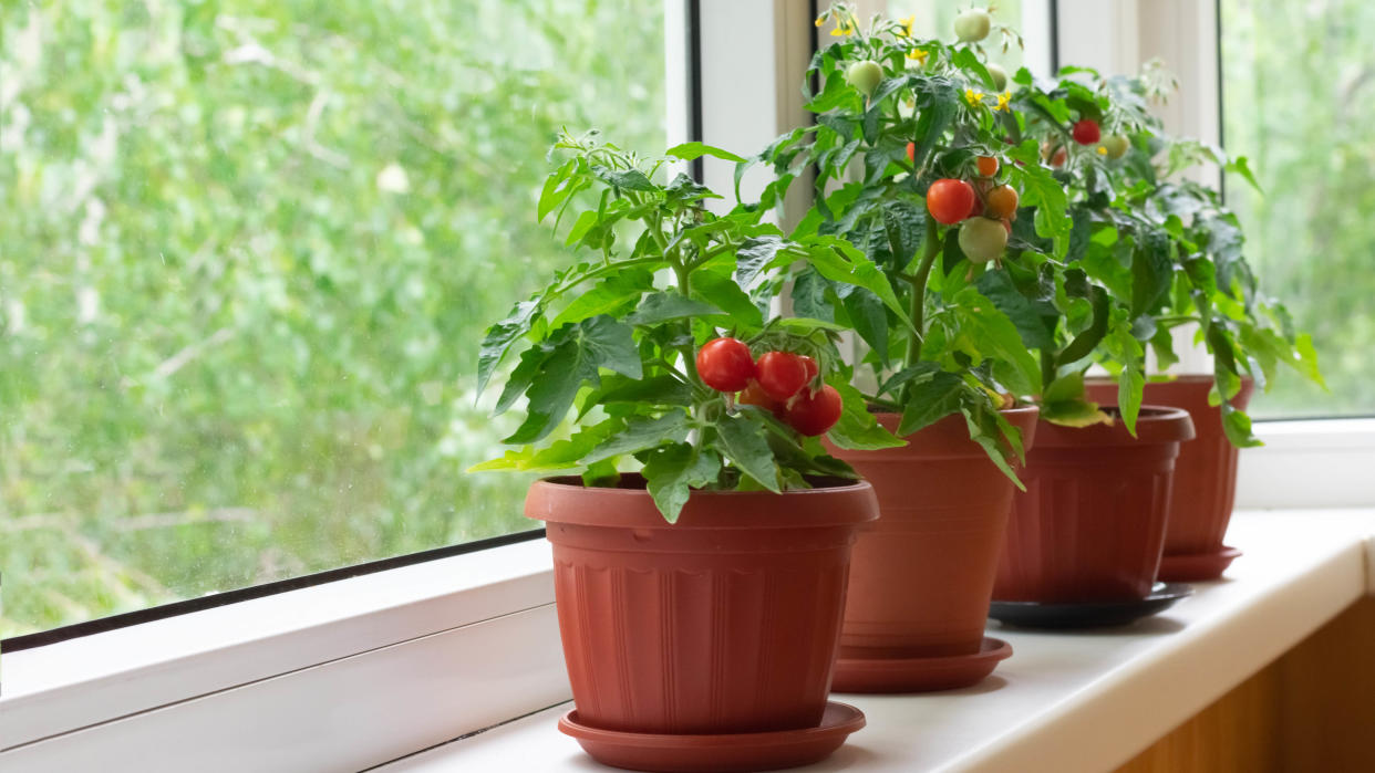  Tomato plants in pots on windowsill 