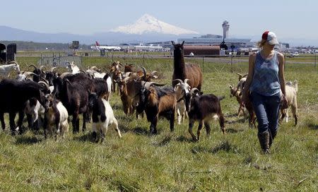 Shepherdess Briana Murphy herds goats at the Portland International Airport in Portland, Oregon, as Mount Hood is seen in the background, April 17, 2015. REUTERS/Steve Dipaola