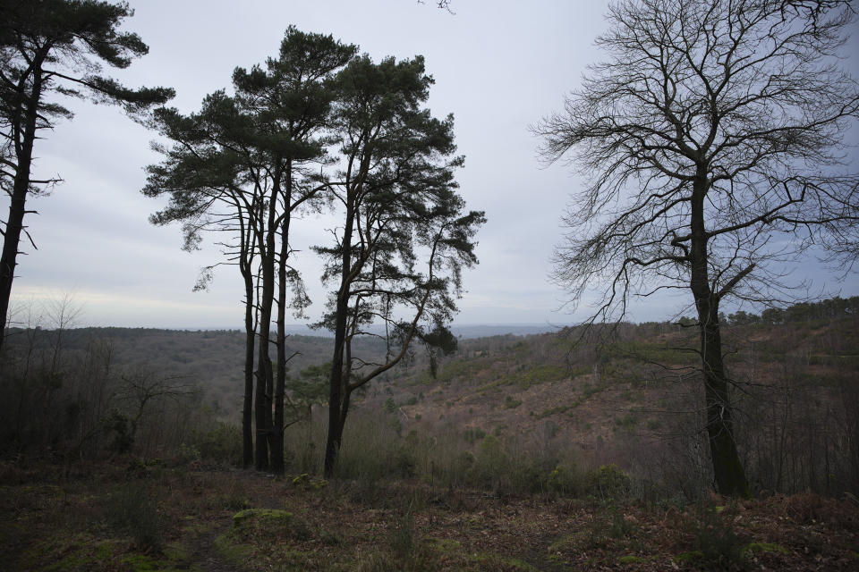 Trees with expansive vista