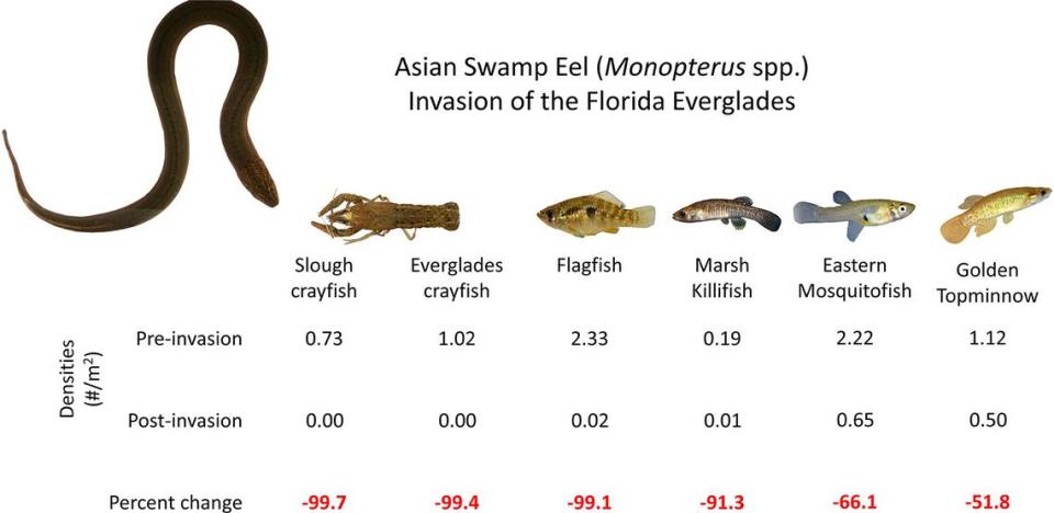 Esta figura muestra el devastador declive de peces pequeños y cangrejos de río en los Everglades desde la llegada de la anguila asiática de pantano, una especie invasora.