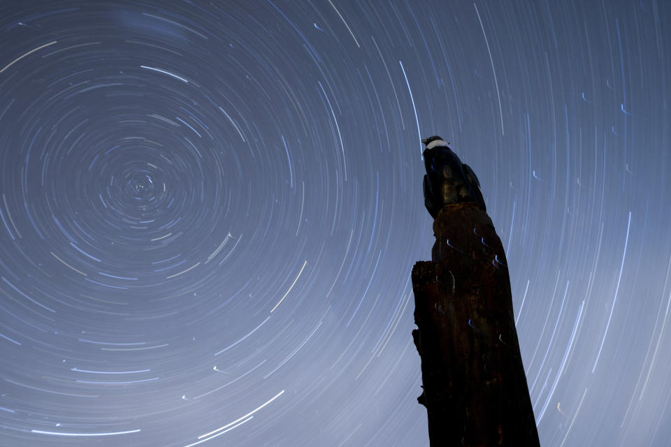 A wooden statue of a condor stands under the stars at the entrance of the base of the Andean Condor Conservation Program in Sierra Paileman in the Rio Negro province of Argentina, Thursday, Oct. 13, 2022. For 30 years the Andean Condor Conservation Program has hatched chicks in captivity, rehabilitated others and freed them across South America. (AP Photo/Natacha Pisarenko)