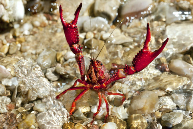 A Crayfish Amputated Its Own Claw to Avoid Being Boiled Alive in a Hotpot