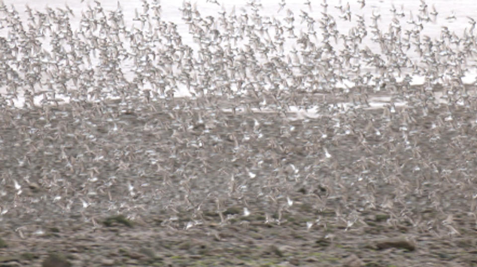 Miles de aves playeras acuden a esta playa de New Brunswick durante la migración