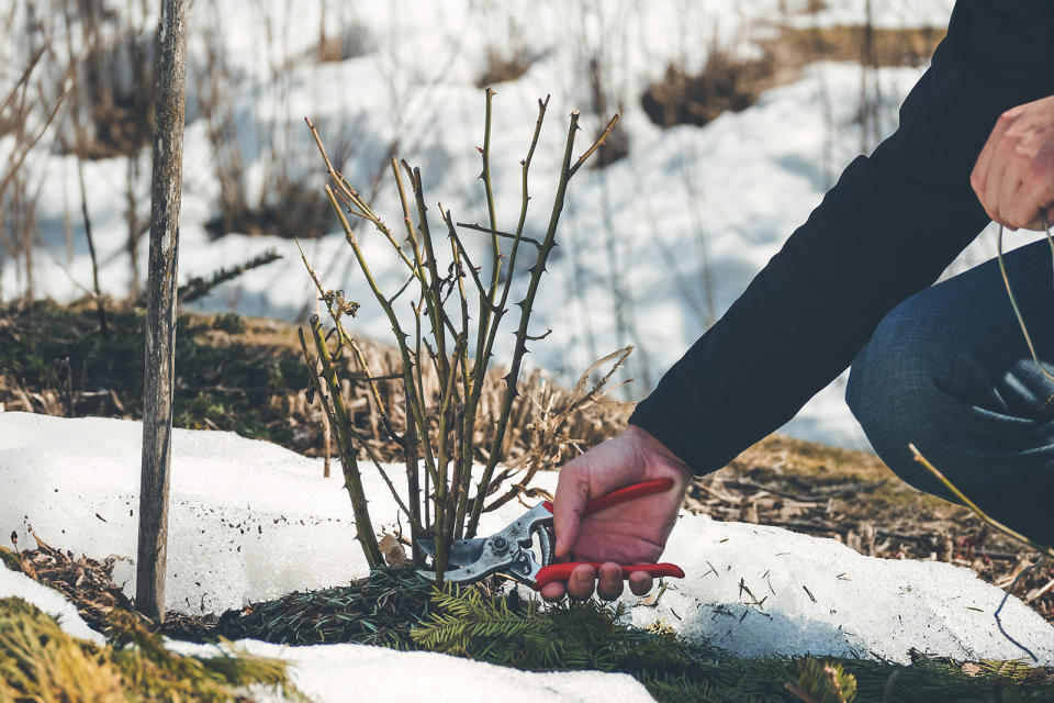 closeup hand pruning a rosebush