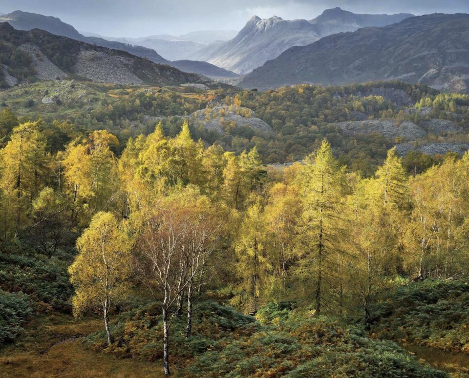 By Joe Cornish: Hodge close and Langdale pikes, from Holme Fell, Cumbria, England.