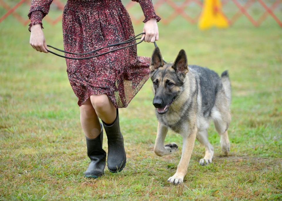 Wearing rain boots, Penelope McDonald-O'Neil, of Shelburne Falls, runs around the competition ring with her 17-month-old German shepherd, "Pixie" at last year's Cranberry Cluster Dog Show in East Falmouth.